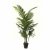 Areca Palm - 1.2m