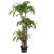 Dracaena - 1.5m