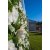 White Ivy Flower Wall -