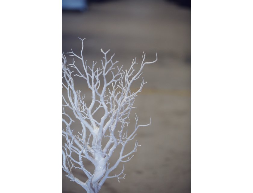 White Manzanita Tree