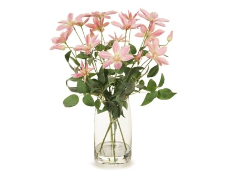 Clematis Mix - Soft Pink - 58cm