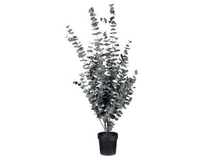 Native Dollar Tree - Dark Green - 1.4m