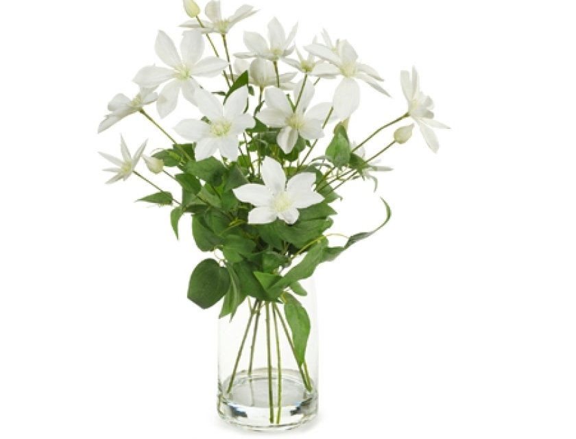 Clematis Mix - White - 58cm