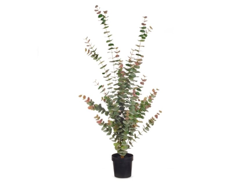 Native Dollar Tree - Grey Red - 1.4m