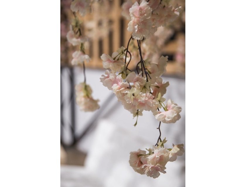 Large Cherry Blossom Tree