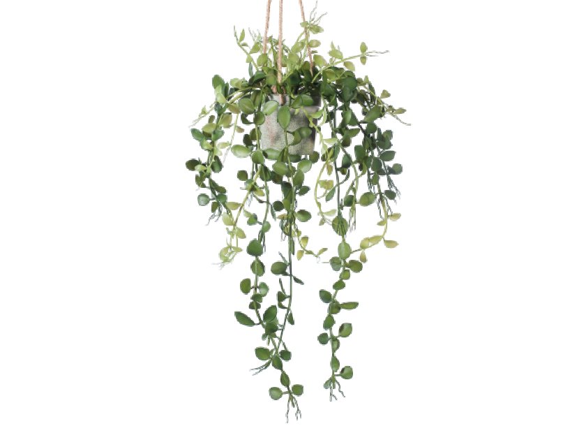 Fern Hanging Pot