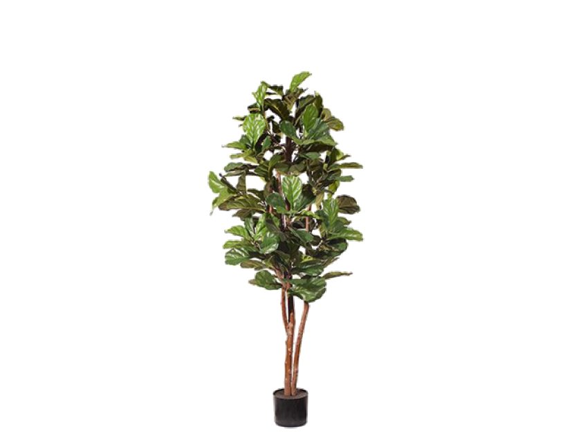 Fiddle Leaf Tree