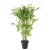 Small Bamboo Tree
